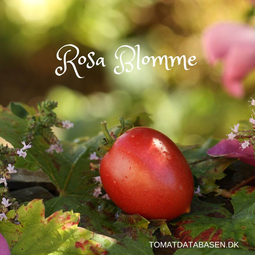 Toftegaards Rosa Blomme